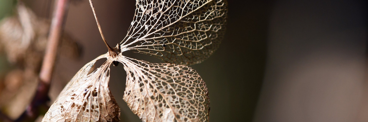 Comprehensive Crisis System